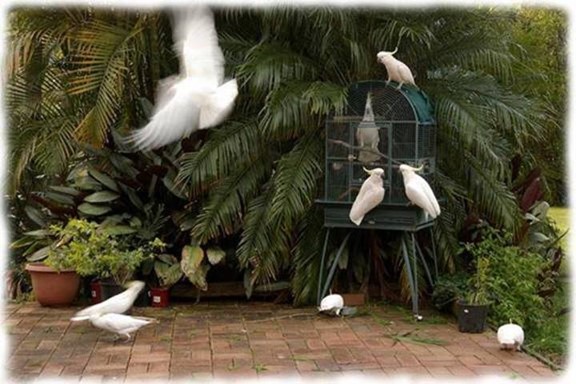 COCKATOO LOVE STORY 9