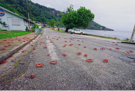 Red Crabs