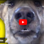 Ultimate Dog Tease - By  Des Kelly