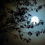 Round Midnight - by Peter de Niese