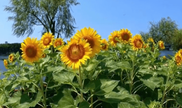 The Summer Wind - by Peter de Niese