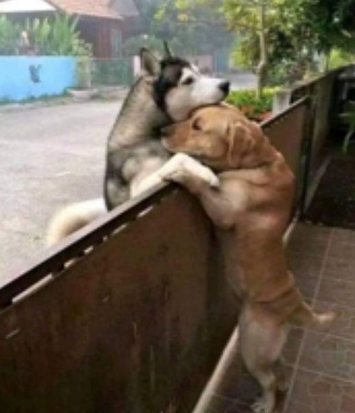 Love Your Neighbour