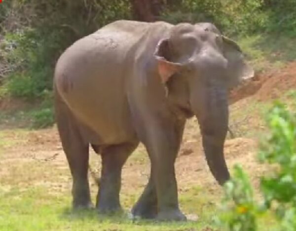 Wild Life Documentary