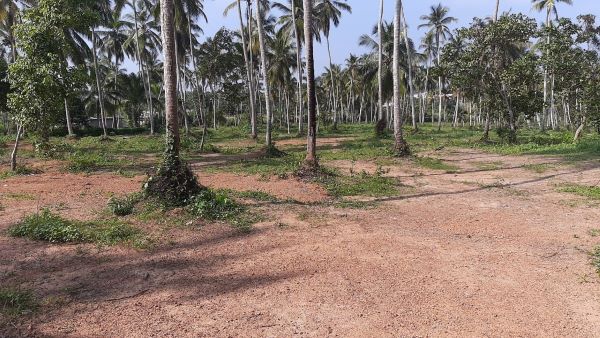 Coconut estate for Sale 