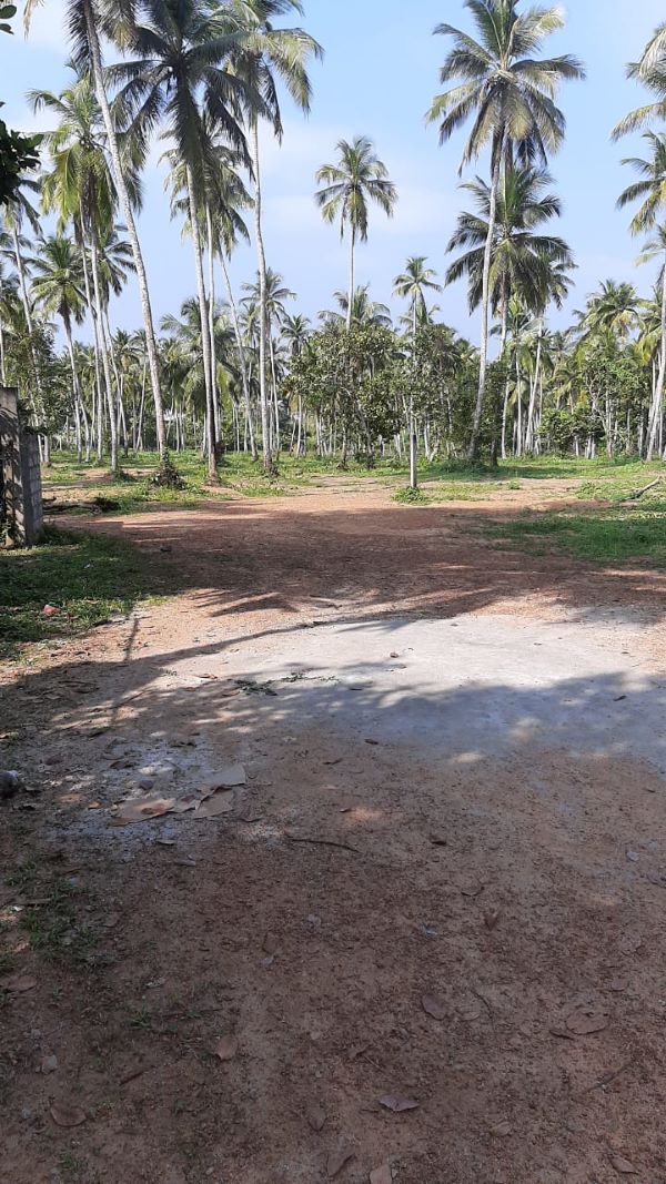 Coconut estate for Sale 
