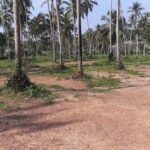 Coconut estate for Sale