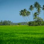 Sri Lanka - HEMMATHAGAMA