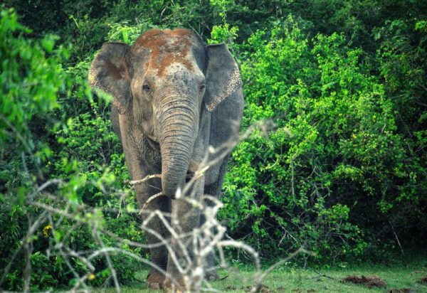Wild-Elephant