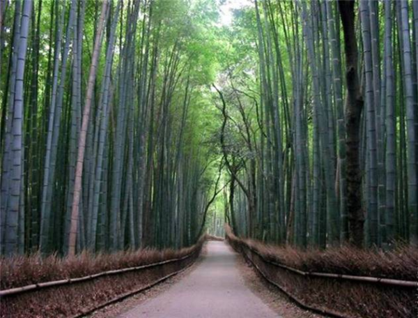 ROADS