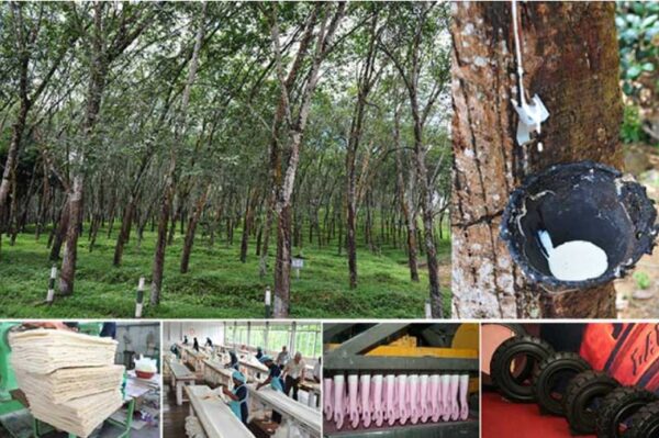 rubber exports