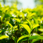 Ceylon tea