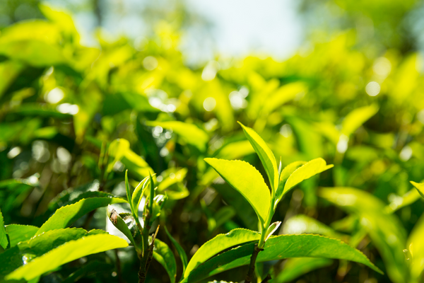 Ceylon tea