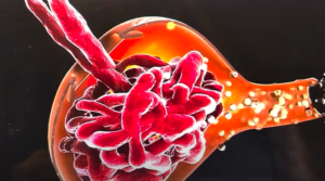 Significance of the eGFR test