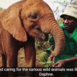 Wild Elephant