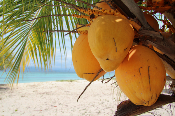 king coconut