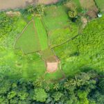 paddy fields
