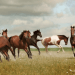 Horses