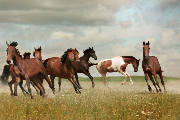 Horses