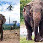 Sri Lankan Elephnt