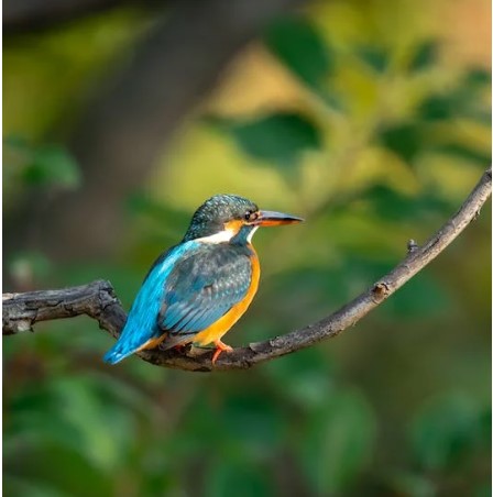 Kingfishers