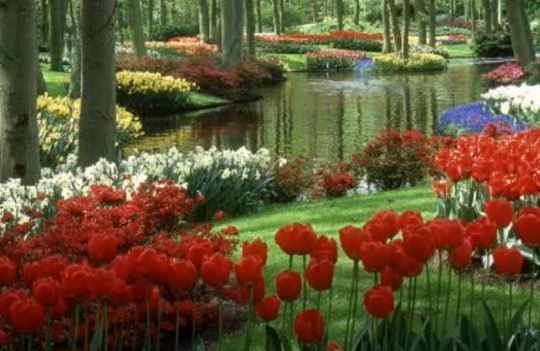 SUNDAY CHOICE - GOD’S CREATION – by Charles Schokman