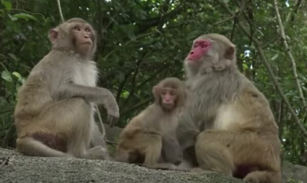 Sri Lanka’s Monkeys