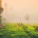 Tea Tree