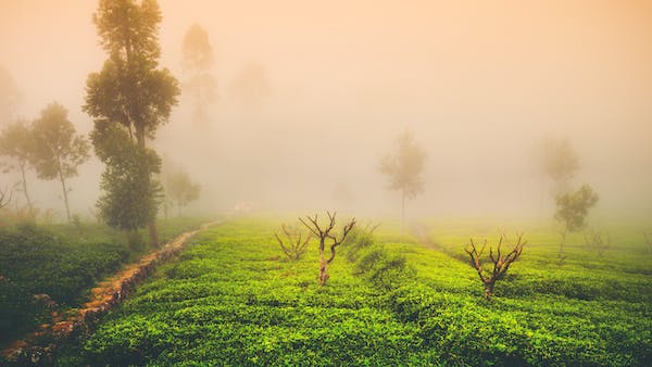 Tea tree-eLanka