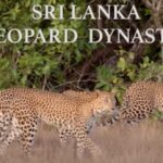 Young Leopard