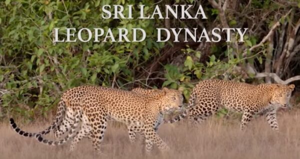 Young Leopard