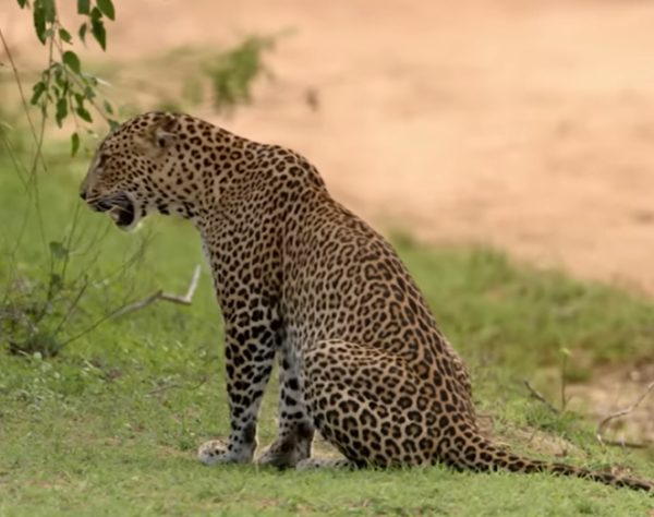 leapord - sri lanka