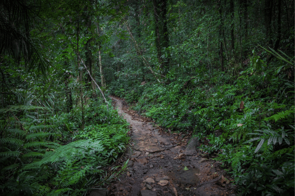 sinharaja rainforest - elanka