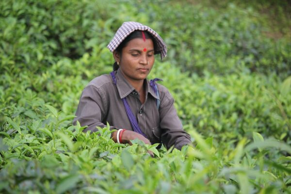 tea estates