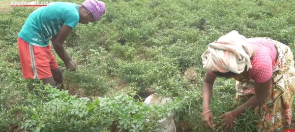 Agriculture in sri lanka 1