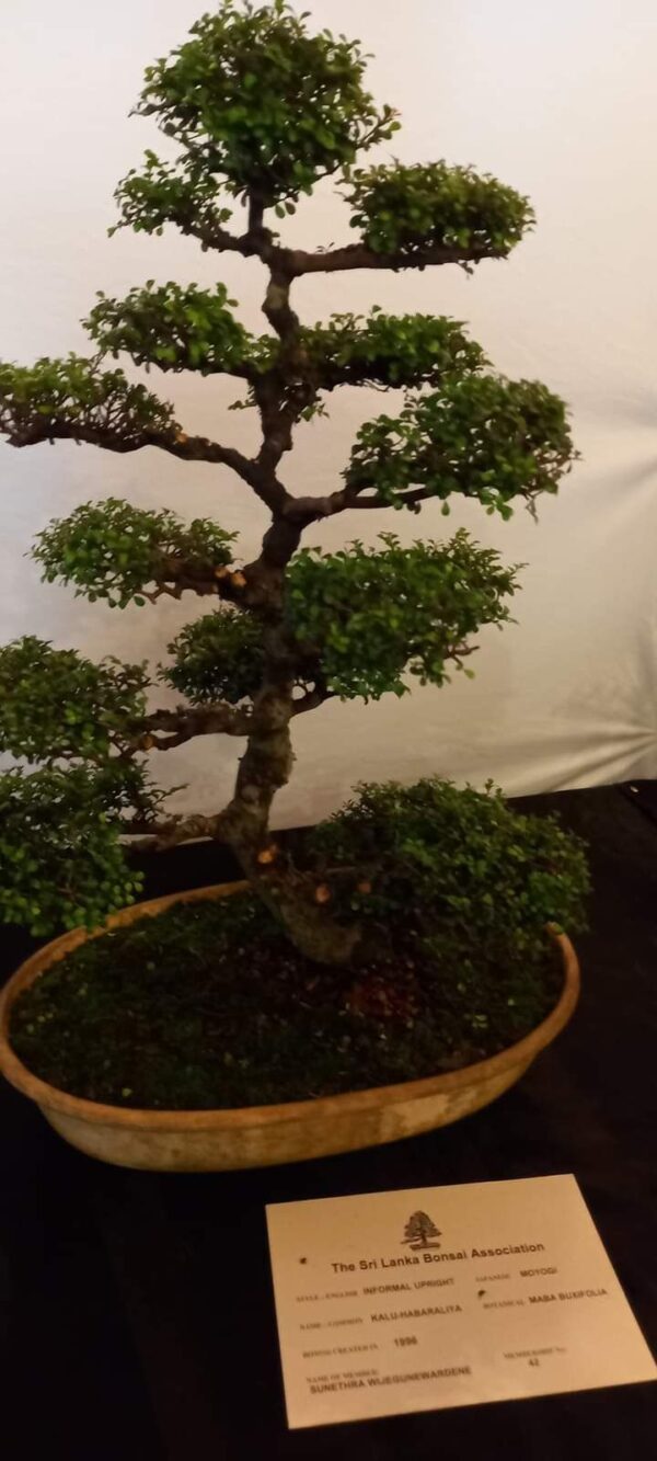 Bonsai and Investments a business case study - By Prashanth Sentilkumar