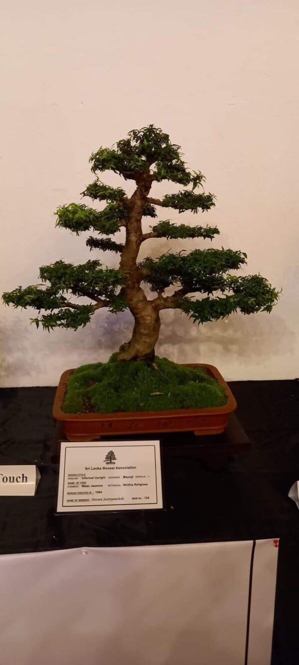 Bonsai and Investments a business case study - By Prashanth Sentilkumar