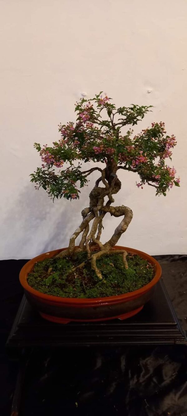 Bonsai and Investments a business case study - By Prashanth Sentilkumar
