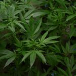 Cannabis Plant