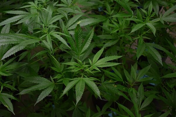 Cannabis Plant