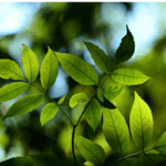 Good News From Jayam August 1, 2023 Pls Scroll Down 35 items - elanka