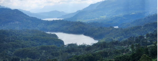 View of the Dam from Tea Bush deck