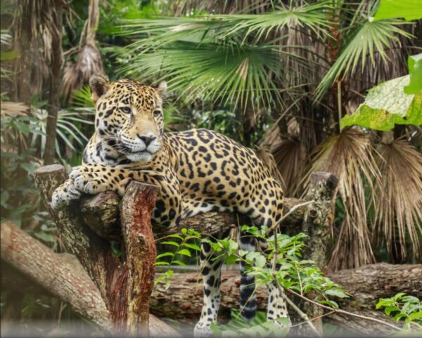 Leopards