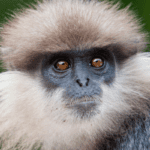 Purple-faced Langur