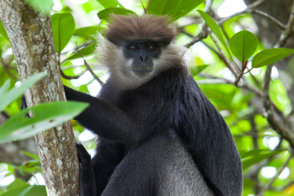 Purple-faced Langur