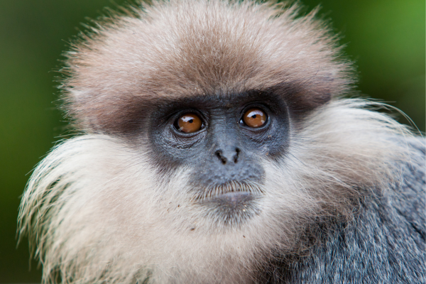 Purple-faced Langur