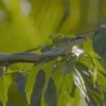 Sri Lankan Flying Snake