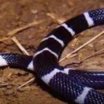 Sri Lankan Krait
