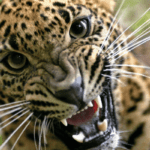 Sri Lankan Leopard