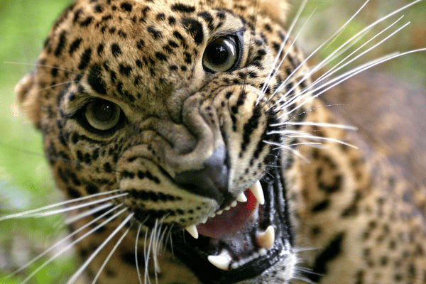 Sri Lankan Leopard