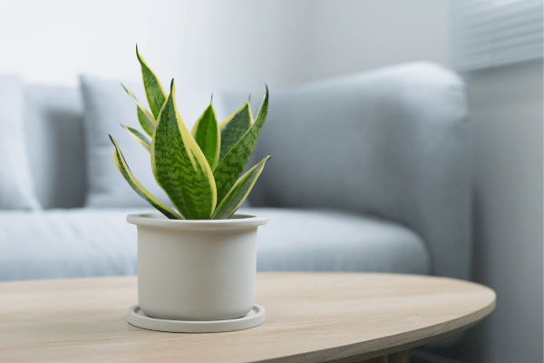 indoor oxygen plants - eLanka